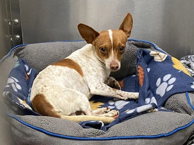 An adult small-sized male Chihuahua dog named Pineapple for adoption in Tustin, CA