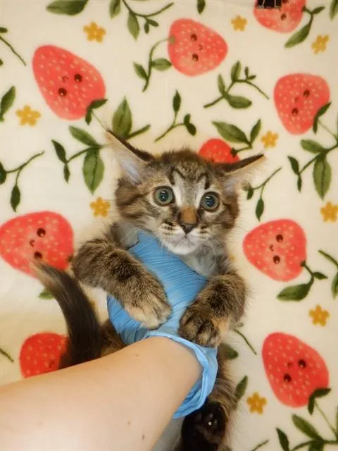 A baby small-sized female Domestic Short Hair cat named Cinna for adoption in San Jose, CA
