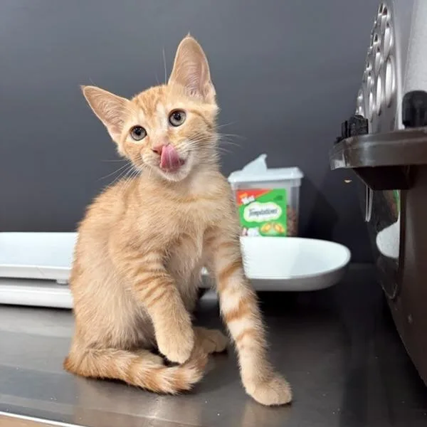 A baby small-sized female Orange / Red Domestic Short Hair cat named Humdinger Wigglebeans for adoption in Livingston, TX