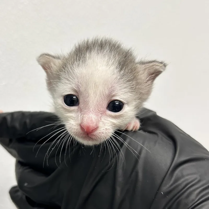 A baby small-sized male White Domestic Short Hair cat named Zorp for adoption in Abilene, TX