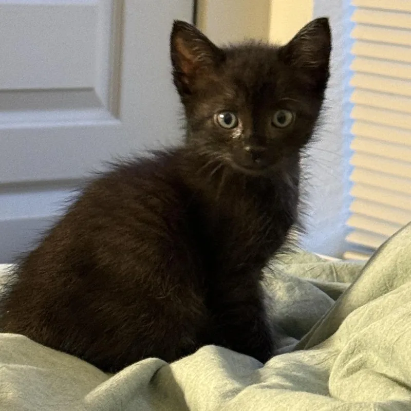 A baby small-sized male Black Domestic Short Hair cat named Navel Orange for adoption in Austin, TX