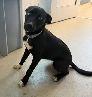A young small-sized female Labrador Retriever dog named Bella for adoption in Haw River, NC