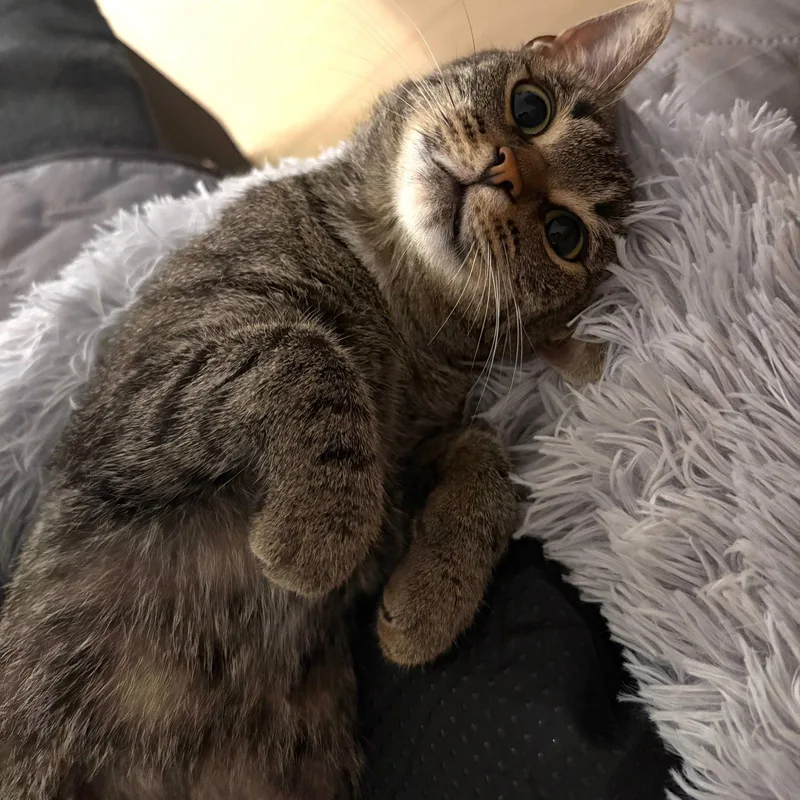 An adult medium-sized female Domestic Short Hair cat named Dragon Egg for adoption in Brooklyn, NY