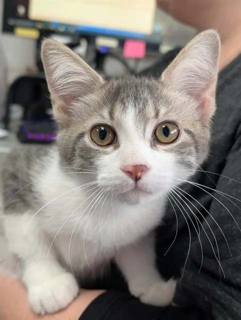 A baby small-sized male Domestic Short Hair cat named Ellis for adoption in Canfield, OH