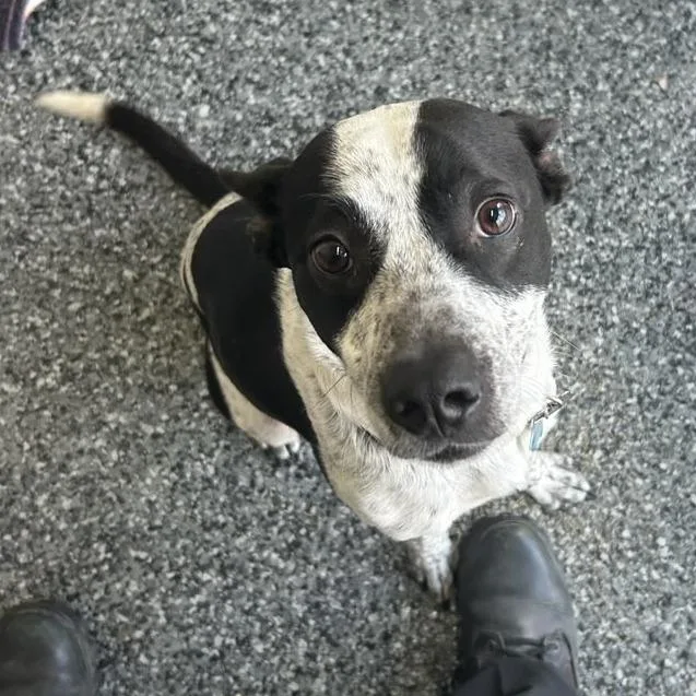 An adult medium-sized male White / Cream Cattle Dog dog named Bandiebandit for adoption in Buchanan Dam, TX
