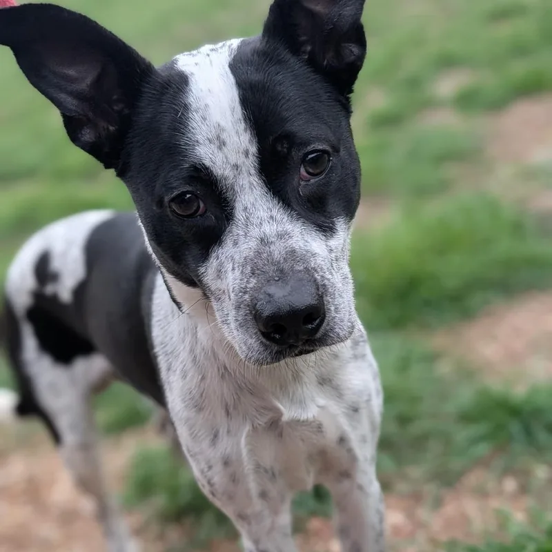 Bandiebandit thumbnail 2