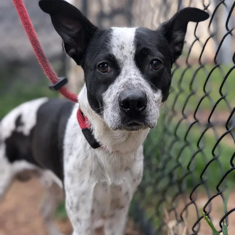 Bandiebandit thumbnail 3