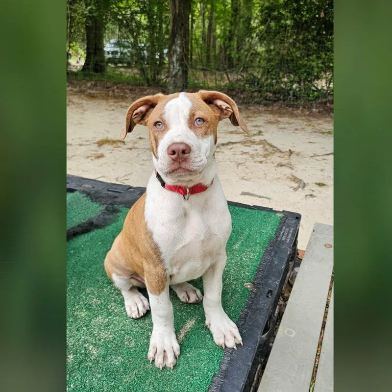 A baby large-sized female Brindle Mixed Breed dog named Starla for adoption in BONIFAY, FL