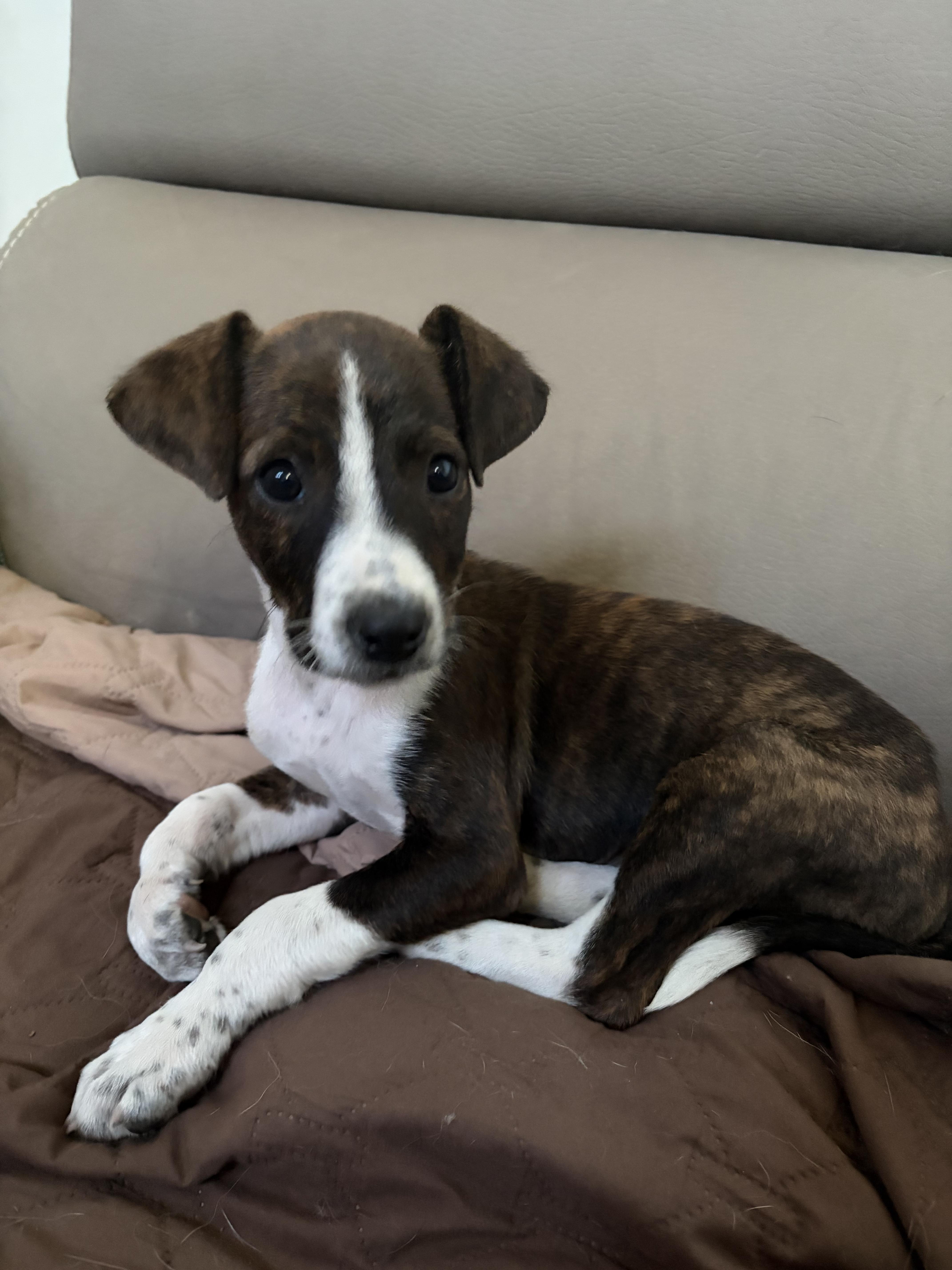 A baby medium-sized male Brindle Mixed Breed dog named Sebastian Lee for adoption in Kenosha, WI