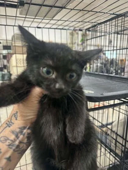 A young small-sized male Domestic Short Hair cat named Gin Rummy for adoption in Beatrice, NE