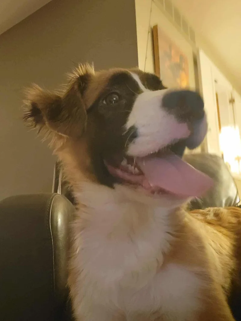 A young large-sized male Boxer dog named Weaver for adoption in Monticello, NY