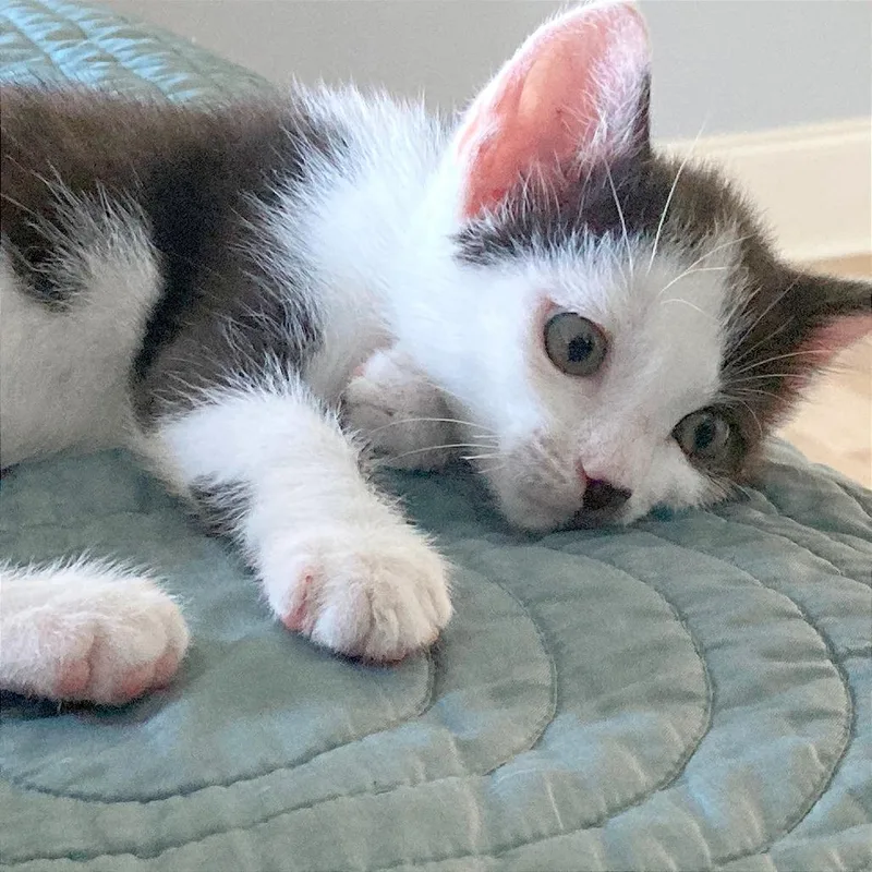 A baby small-sized male Black Domestic Short Hair cat named Jacob for adoption in Hendersonville, NC