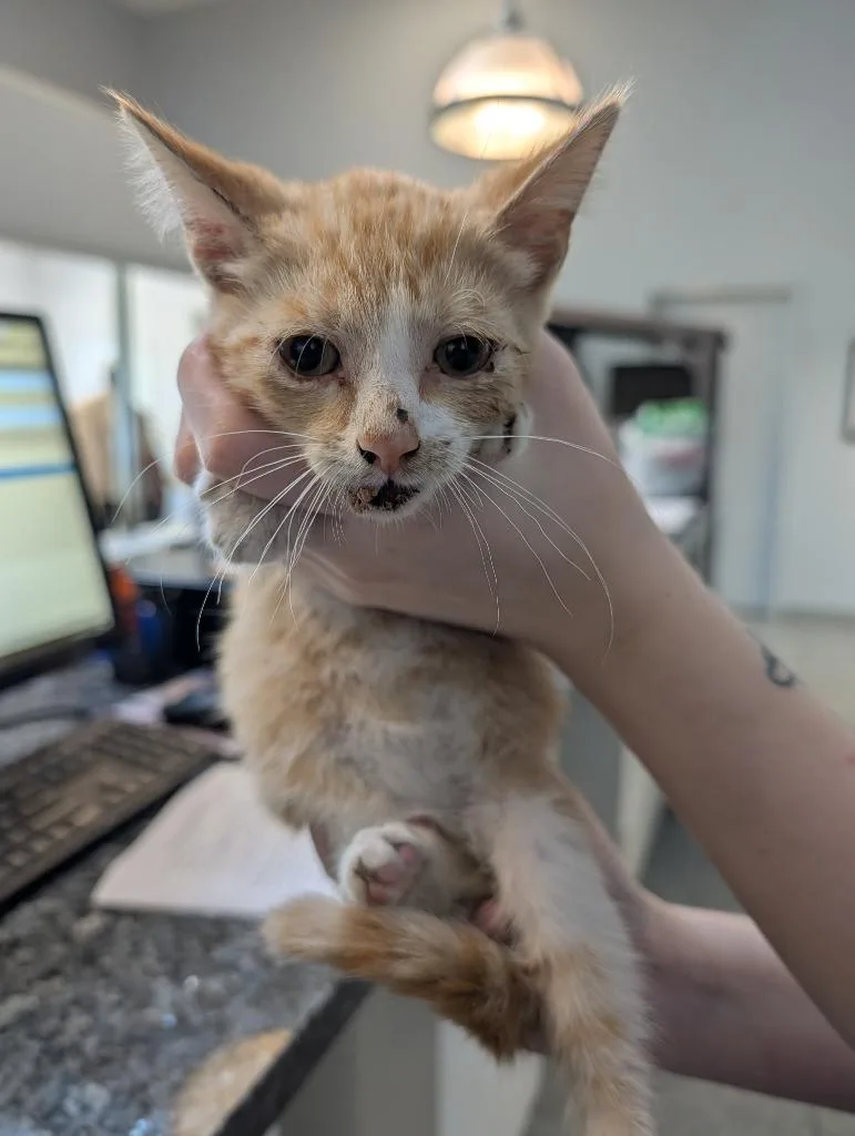 A baby small-sized male Domestic Short Hair cat named Ollie for adoption in Angola, IN