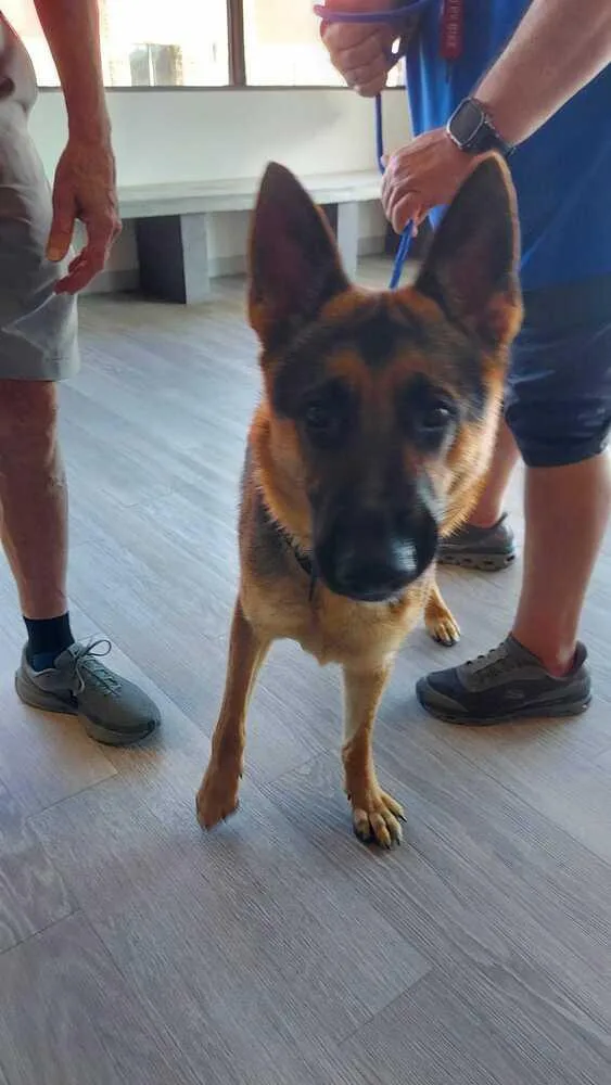 An adult large-sized male Brown / Chocolate German Shepherd Dog dog named Coffee for adoption in Houston, TX