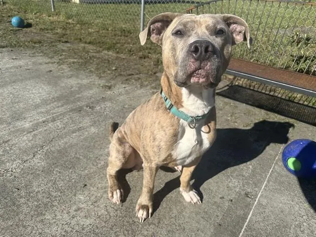 An adult medium-sized male Pit Bull Terrier dog named Sandstorm for adoption in McKinleyville, CA