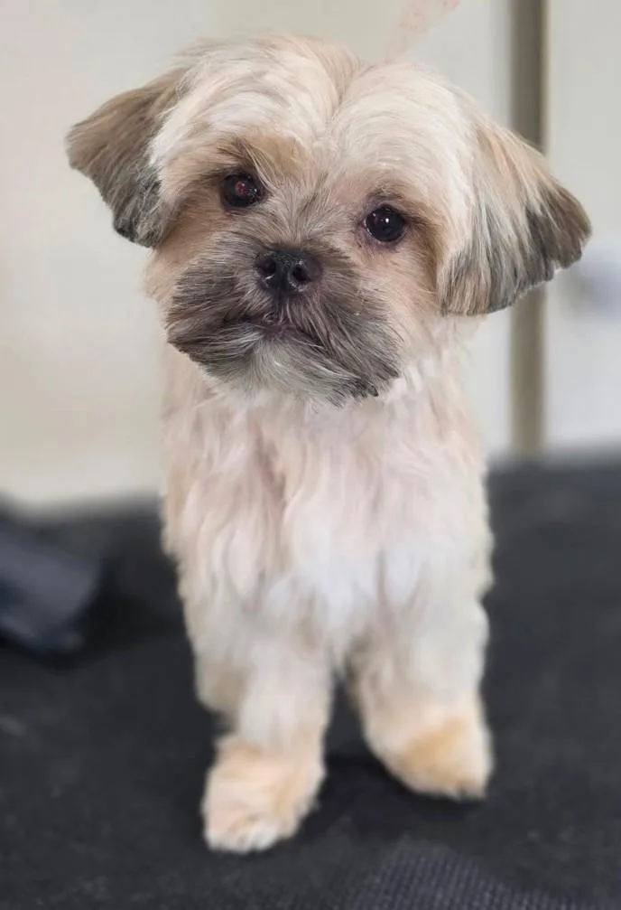 A young small-sized male Shih Tzu dog named Danny Devito for adoption in Belmont, NY