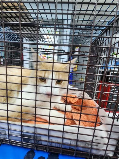 An adult small-sized male Domestic Medium Hair cat named Popsicle for adoption in San Antonio, TX