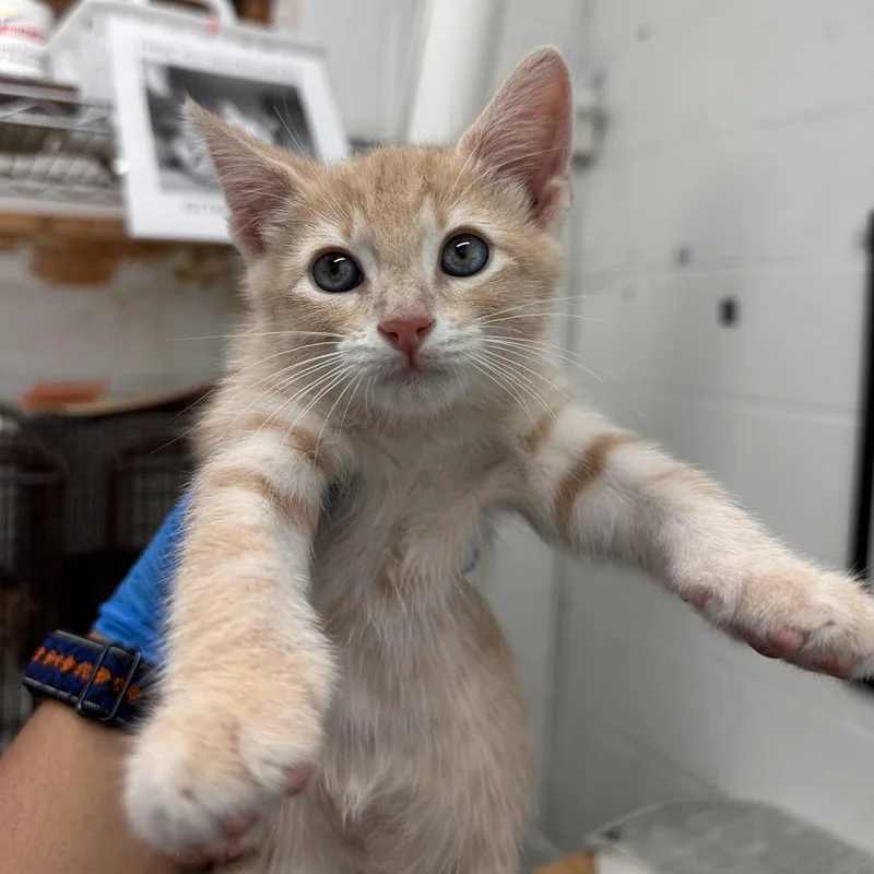 A young large-sized male Orange / Red Domestic Short Hair cat named Jupiter for adoption in Edinburg, TX