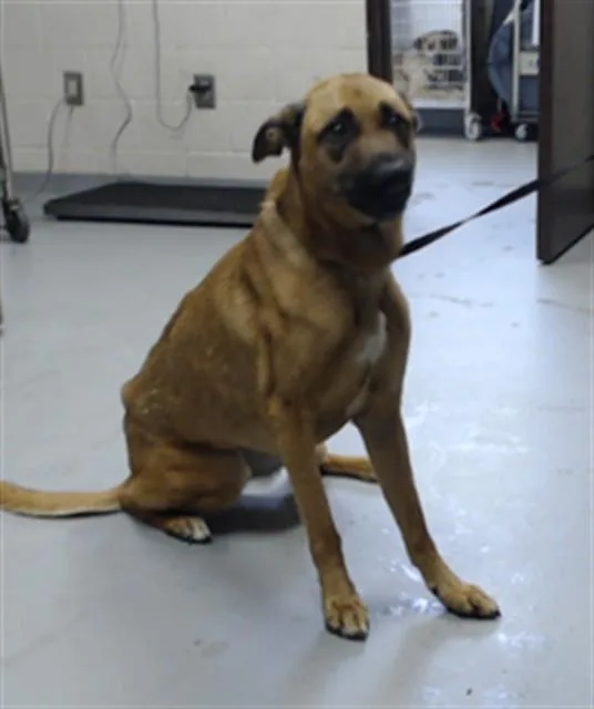 An adult large-sized female German Shepherd Dog dog named Creed for adoption in Fayetteville, NC