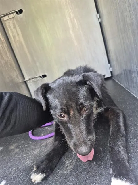 A young medium-sized female Labrador Retriever dog named Tinna for adoption in San Antonio, TX