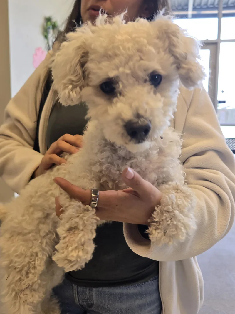 An adult small-sized male White / Cream Poodle (Toy) dog named Tofu for adoption in Manteca, CA