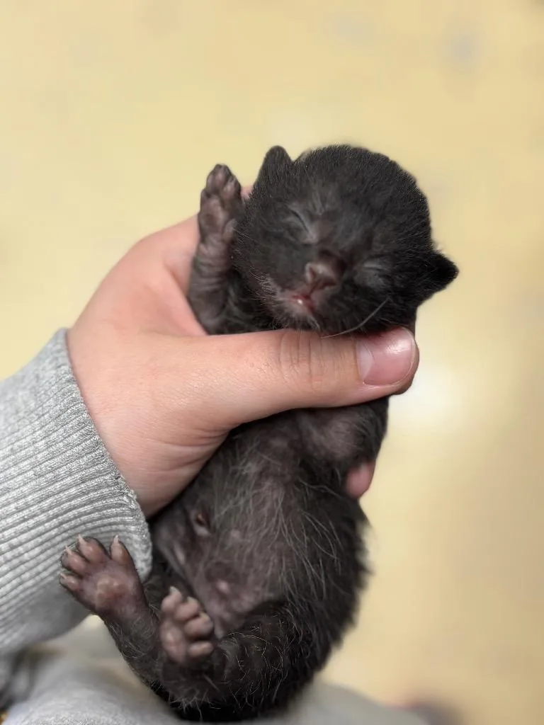 A baby small-sized female Domestic Short Hair cat named Cheetah for adoption in Carthage, MO