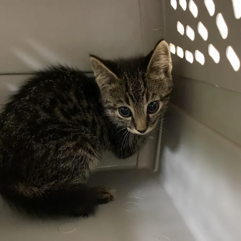 A baby small-sized male Gray / Blue / Silver Domestic Short Hair cat named Domonic for adoption in Lynchburg, VA