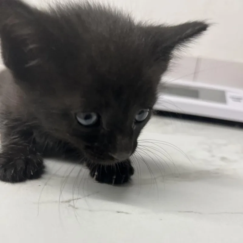 A baby small-sized male Black Domestic Short Hair cat named Demmi for adoption in St. Louis, MO