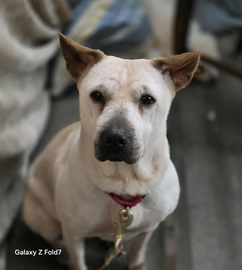An adult medium-sized female Apricot / Beige Shar-Pei dog named Junie for adoption in Fredericksburg, VA