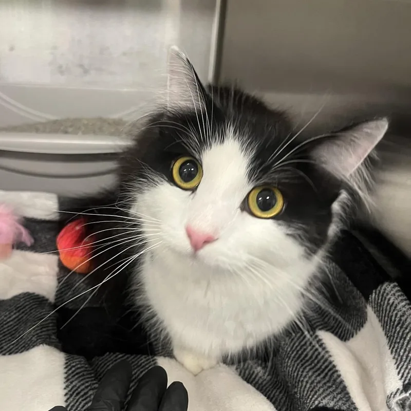 An adult medium-sized female White Domestic Medium Hair cat named Petunia for adoption in Hinsdale, IL