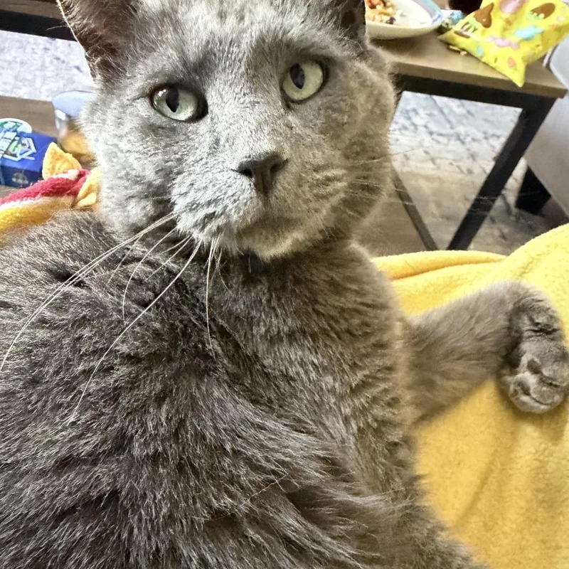 An adult small-sized male Gray / Blue / Silver Domestic Short Hair cat named Cylus for adoption in Fairfax Station, VA
