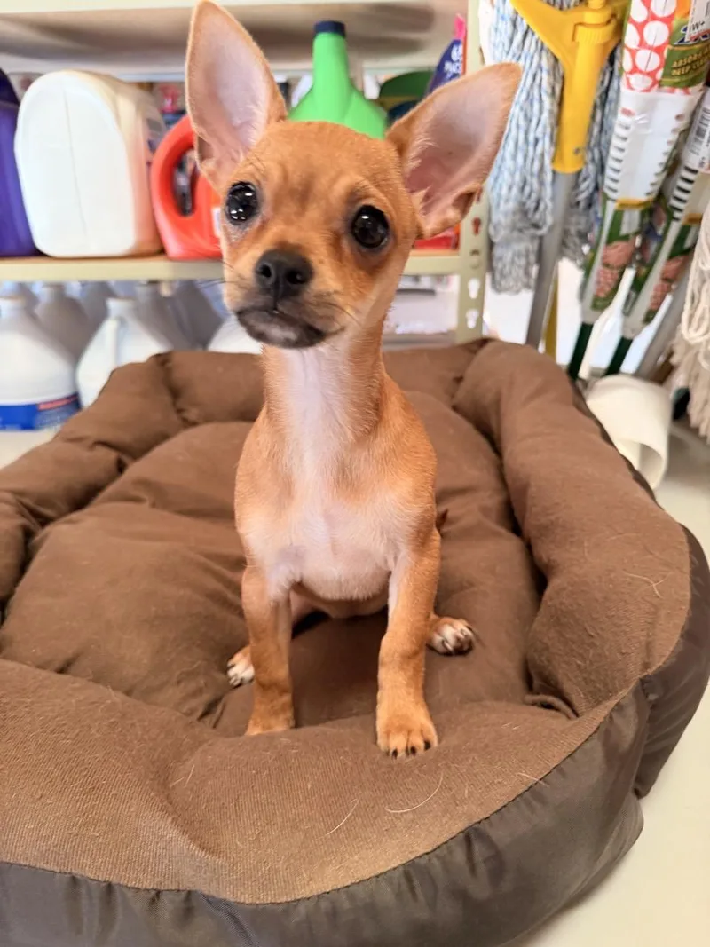 A baby small-sized female Golden Chihuahua dog named Willa for adoption in Mansfield, TX