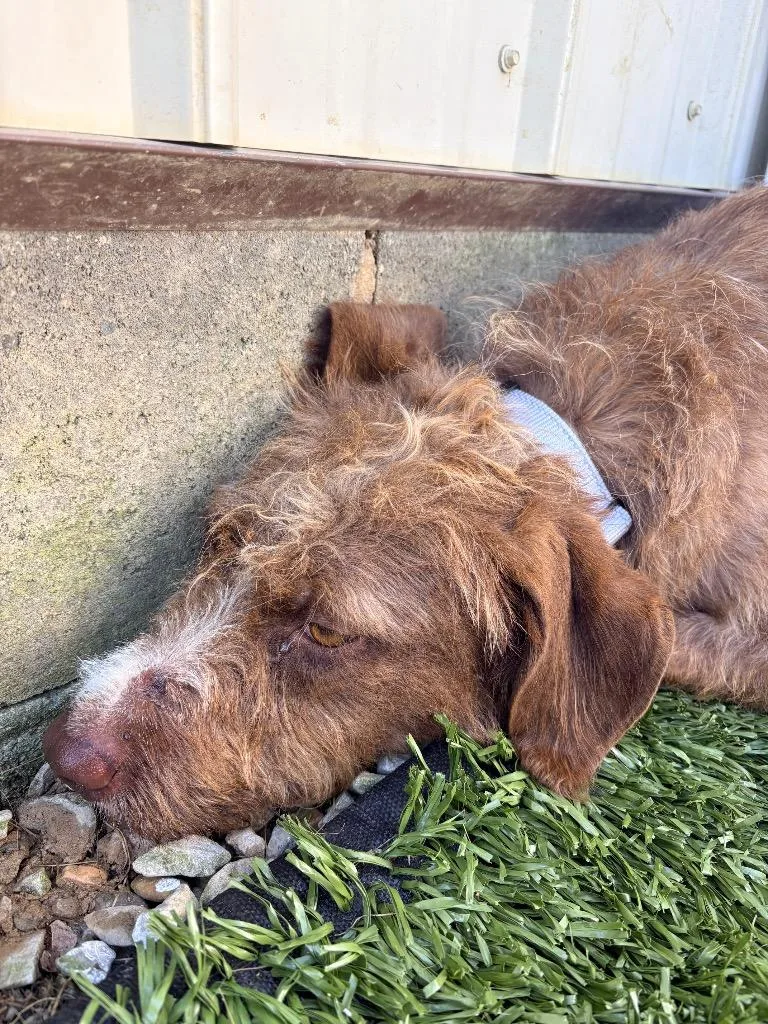 A young medium-sized female Terrier dog named Runaway Rita for adoption in Morgantown, KY