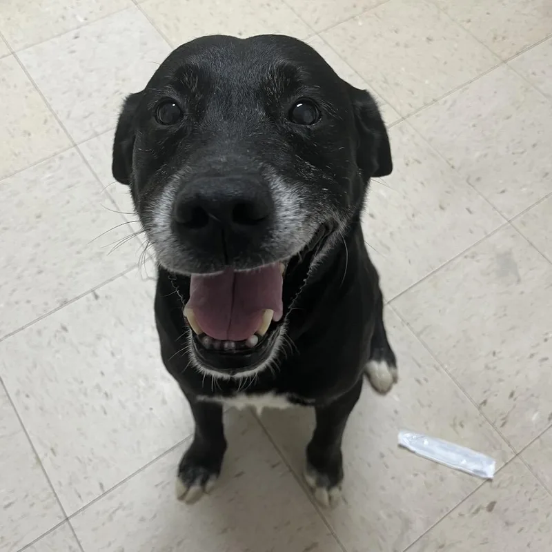 A senior medium-sized male Black Labrador Retriever dog named Uncle Cletus for adoption in Birmingham, AL