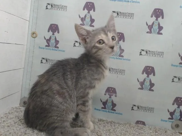A baby small-sized female Domestic Short Hair cat named Alani for adoption in Orlando, FL