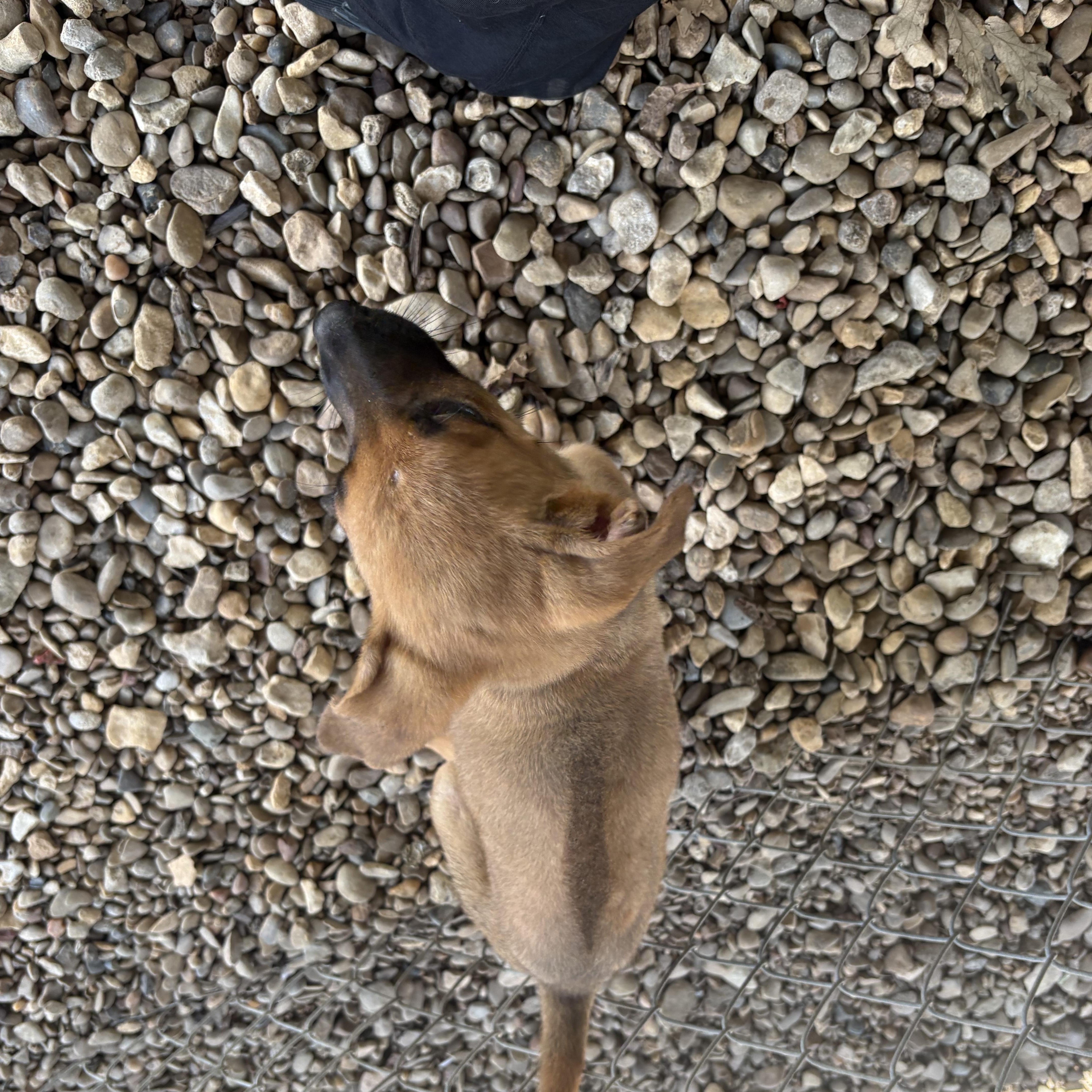 A young large-sized female Black Mouth Cur dog named Cassie for adoption in Plano, TX