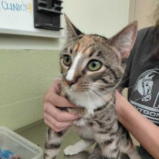 An adult medium-sized female Brown / Chocolate Domestic Short Hair cat named Laney for adoption in Perkiomenville, PA
