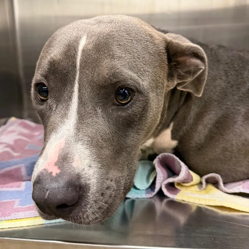 An adult medium-sized male Gray / Blue / Silver Terrier dog named Rocco for adoption in Abilene, TX