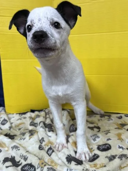 A baby medium-sized male Border Collie dog named FunkoPop for adoption in Houston, TX