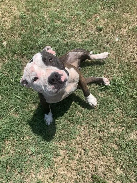 An adult medium-sized female Pit Bull Terrier dog named Layla for adoption in Corpus Christi, TX