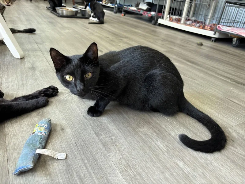 A young medium-sized male Black Domestic Short Hair cat named Slate for adoption in Naples, FL