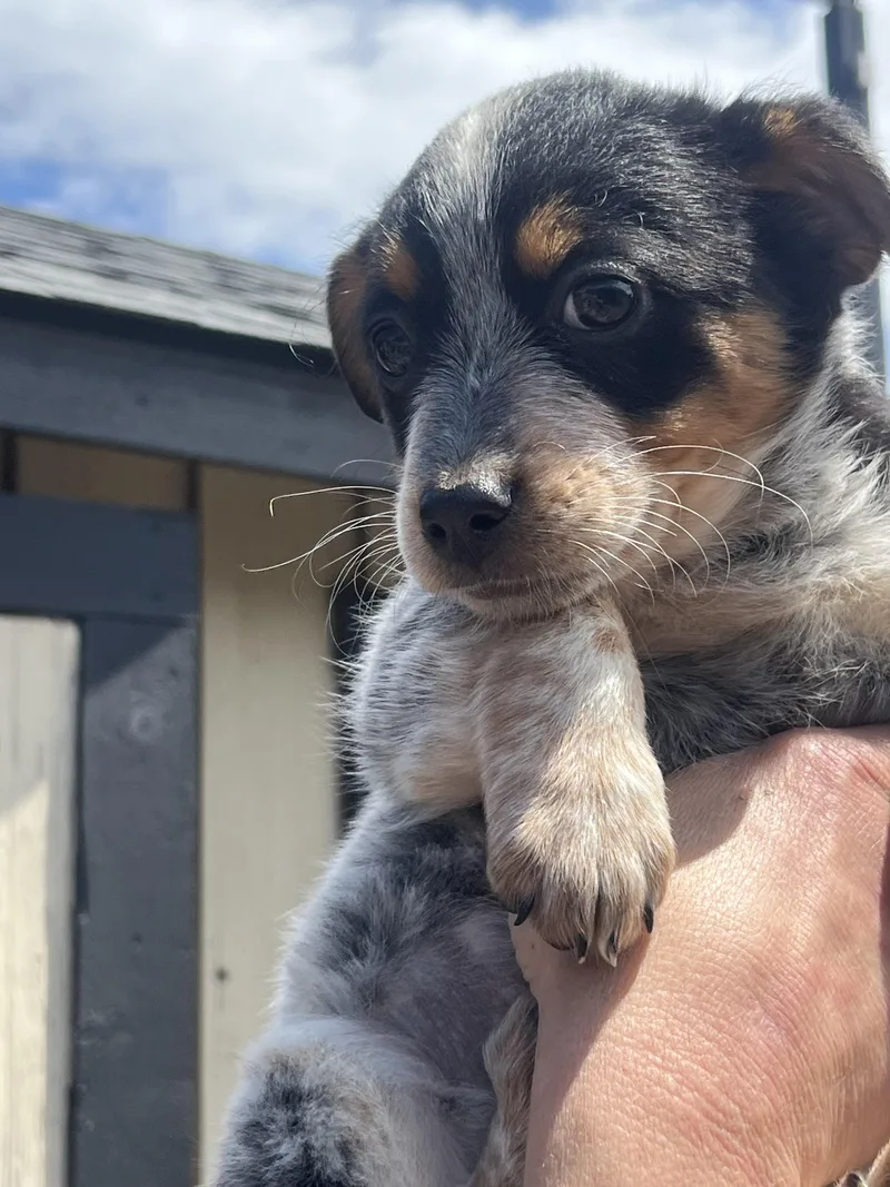 A baby small-sized female Bernese Mountain Dog dog named Arabella for adoption in Havertown, PA