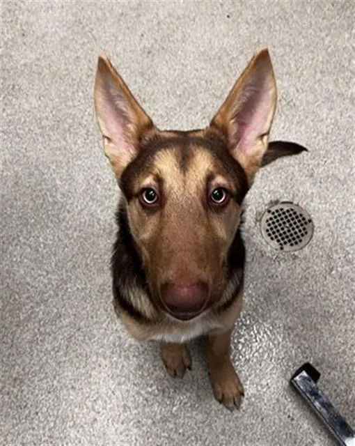 A young small-sized male German Shepherd Dog dog named Finn for adoption in Alameda, CA