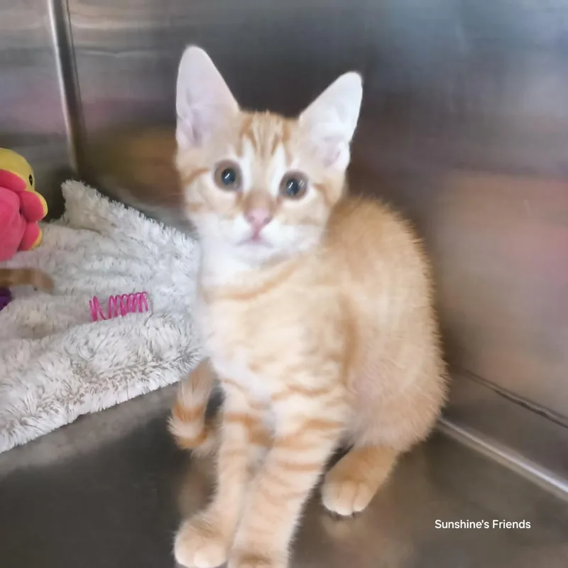 A baby small-sized male Domestic Short Hair cat named Spruce for adoption in Jessup, MD