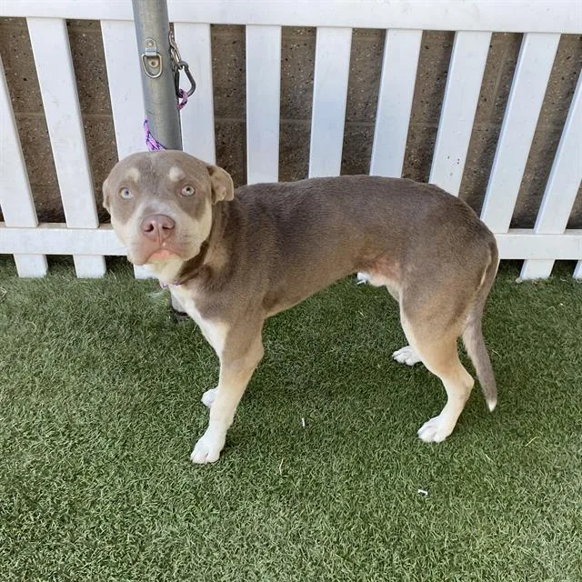 A young large-sized male Pit Bull Terrier dog named Stormy for adoption in Modesto, CA