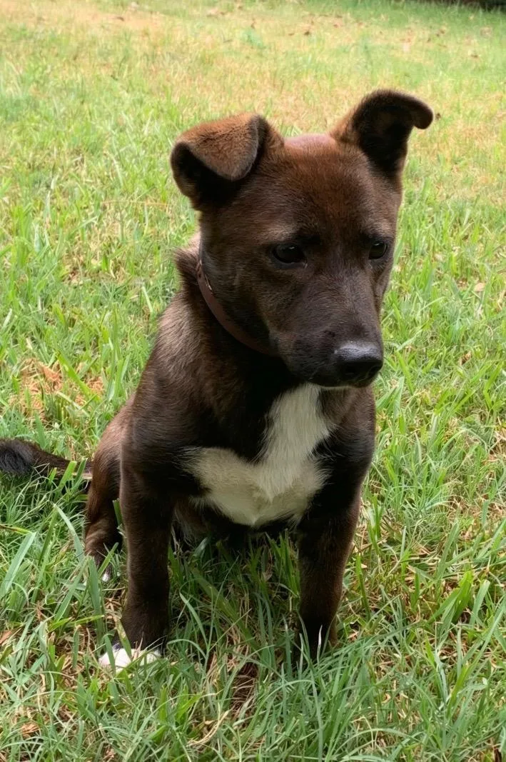 A young small-sized female Brown / Chocolate Schipperke dog named Cinnamon Stick for adoption in Houston, TX