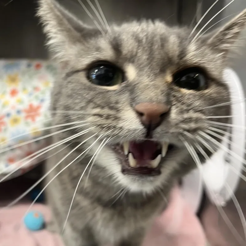 An adult large-sized male Gray / Blue / Silver Domestic Medium Hair cat named Marlo for adoption in Fort Wayne, IN