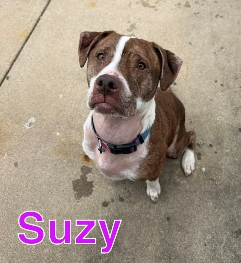 An adult medium-sized female Pit Bull Terrier dog named Suzy for adoption in Hastings, MI