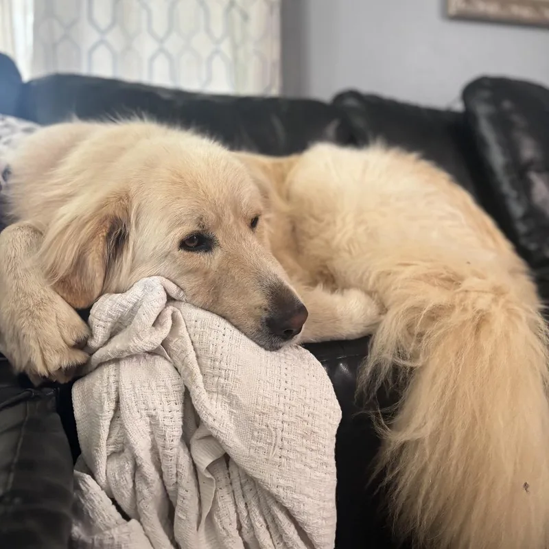 An adult large-sized male White / Cream Great Pyrenees dog named Kodiak for adoption in Salem, OR