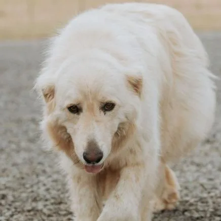 Kodiak thumbnail 2